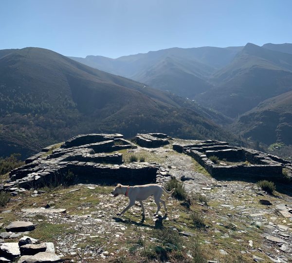 Ruinas circulares históricas en el Courel con perro